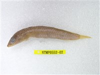 藏品(鬚棘吻魚)的圖片